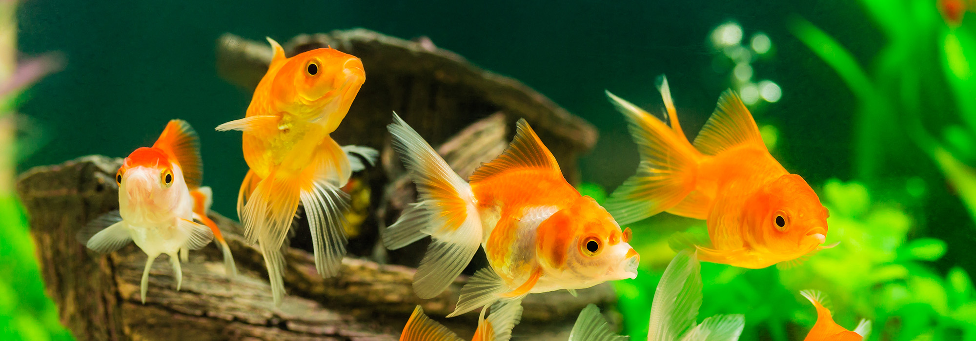 Goldfisch in einem Aquarium