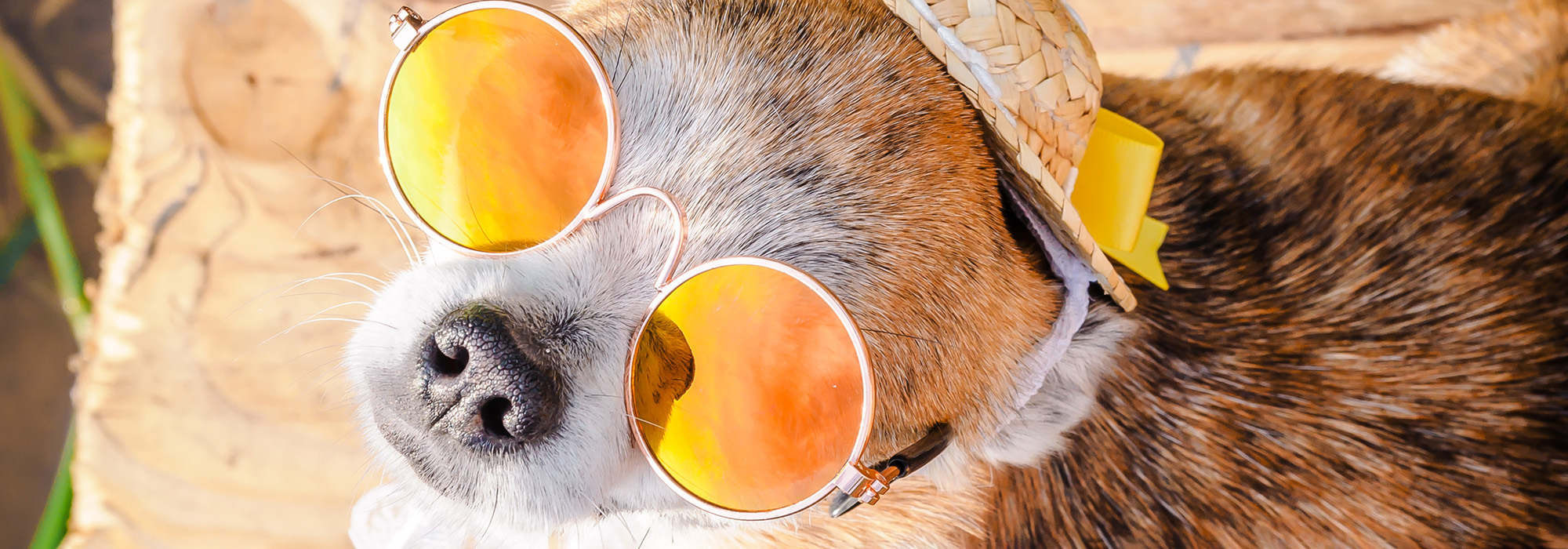 Ein Chihuahua trägt eine Sonnenbrille