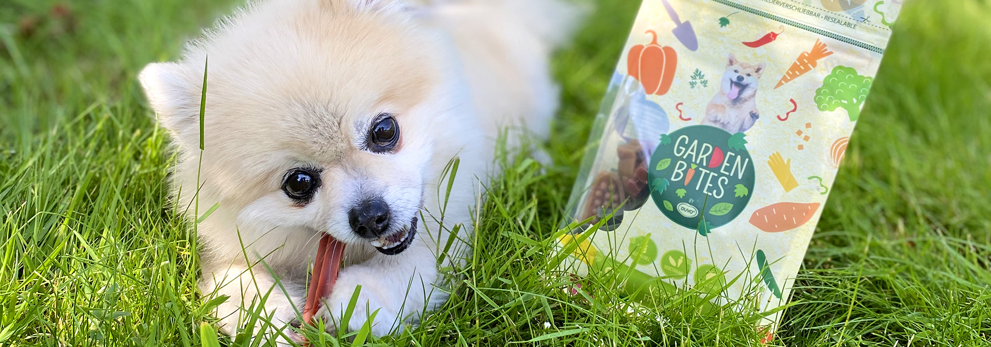 Ein Hund frisst einen vegetarischen Snack in einem Garten