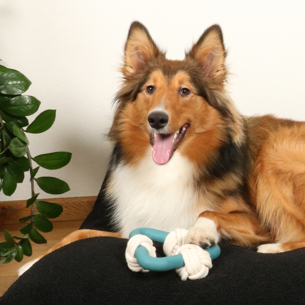 Der ultimative Kau- und Spielspaß: Gummi-Hundespielzeug mit Baumwollseil von D&D Home