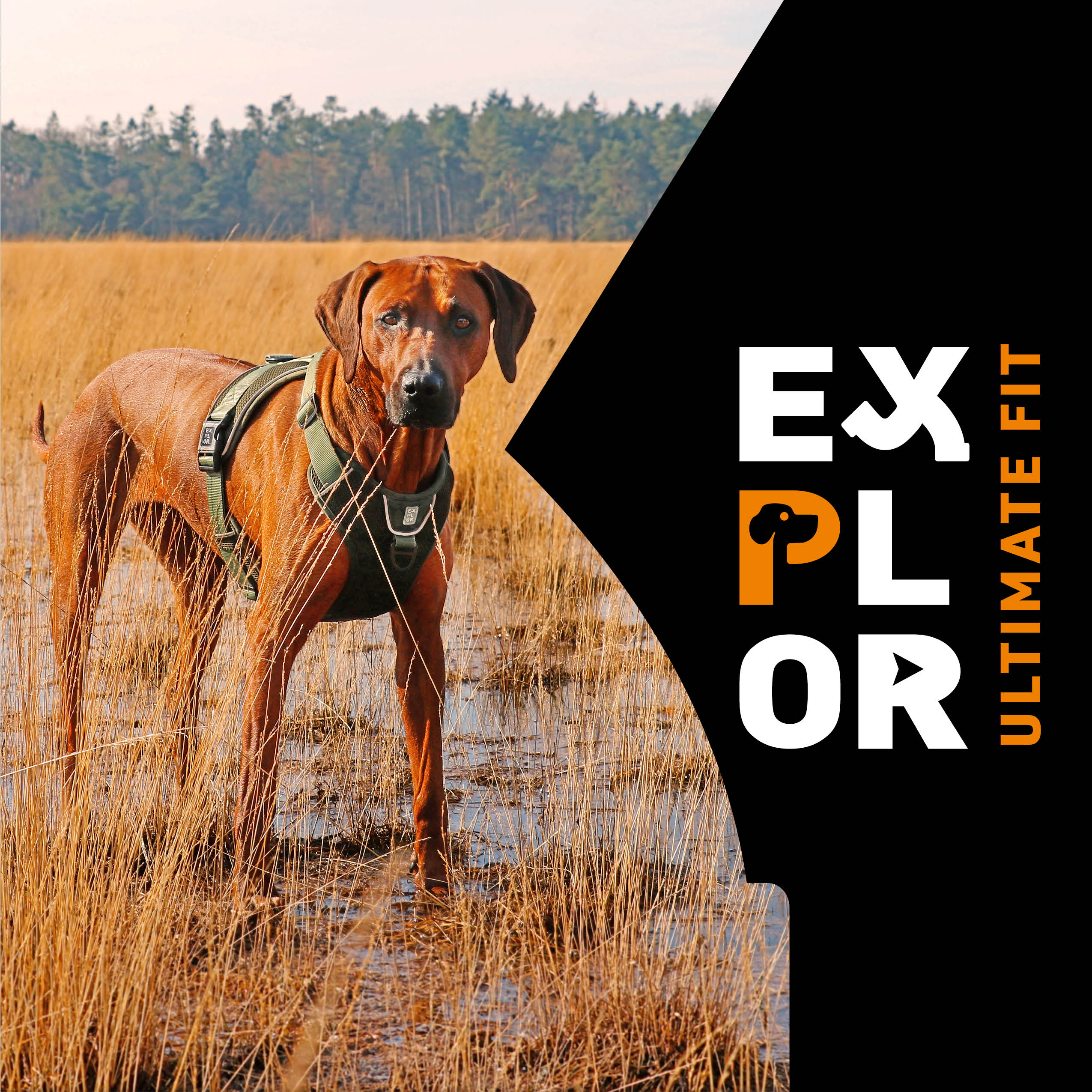 NEW! EXPLOR Ultimate Fit: Harnesses, collars and leads