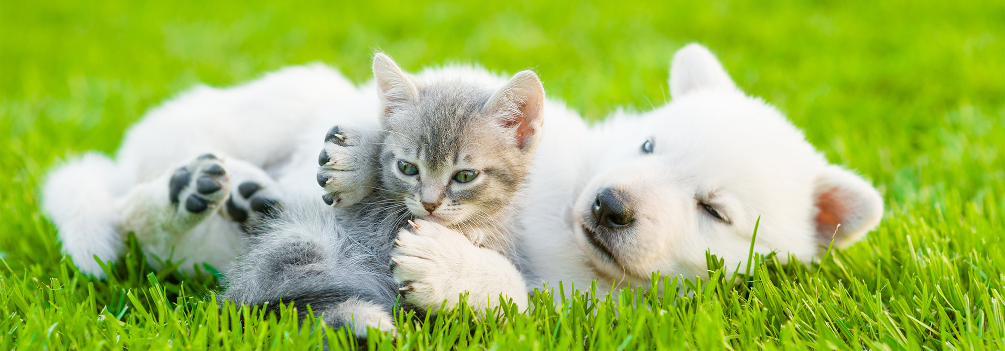 Een puppy en een kitten spelen in een veld
