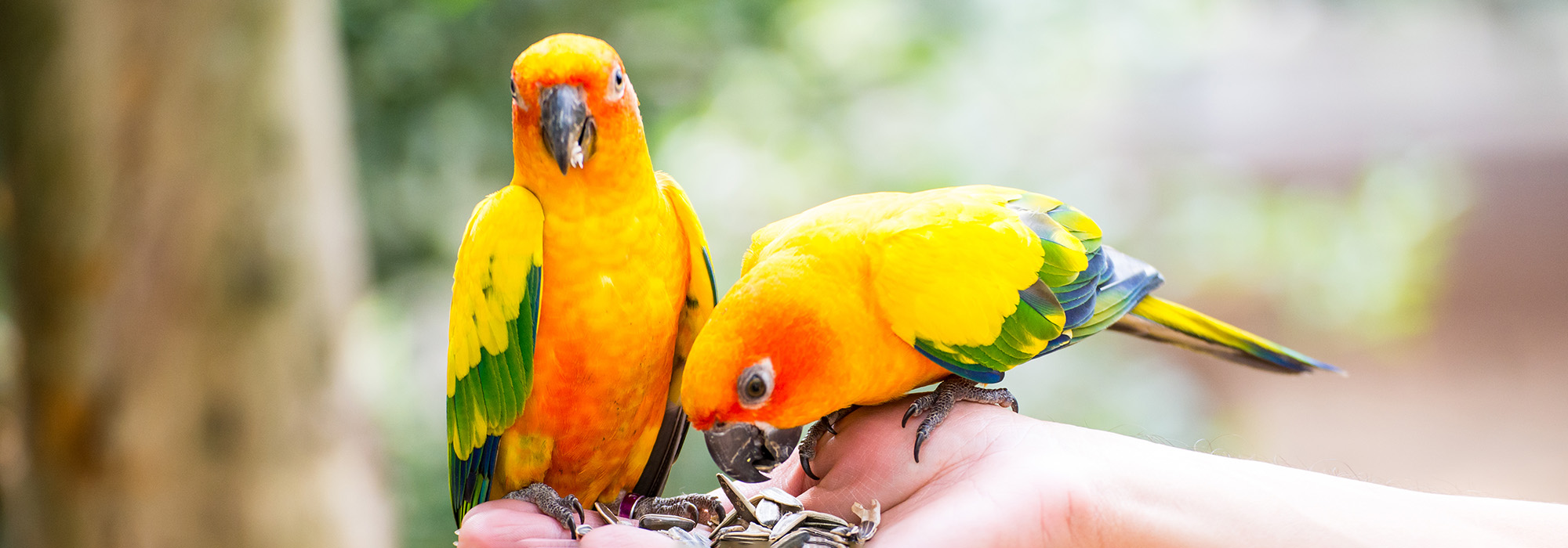 Twee felgekleurde vogels eten uit een hand