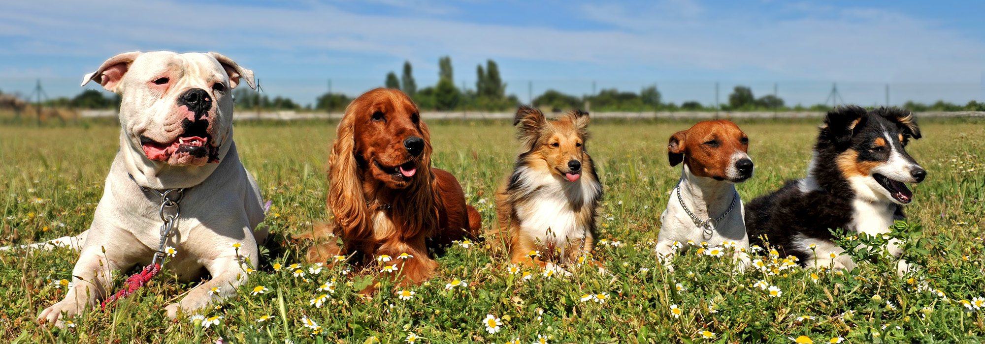 Vijf honden van verschillende rassen, liggend in een veld