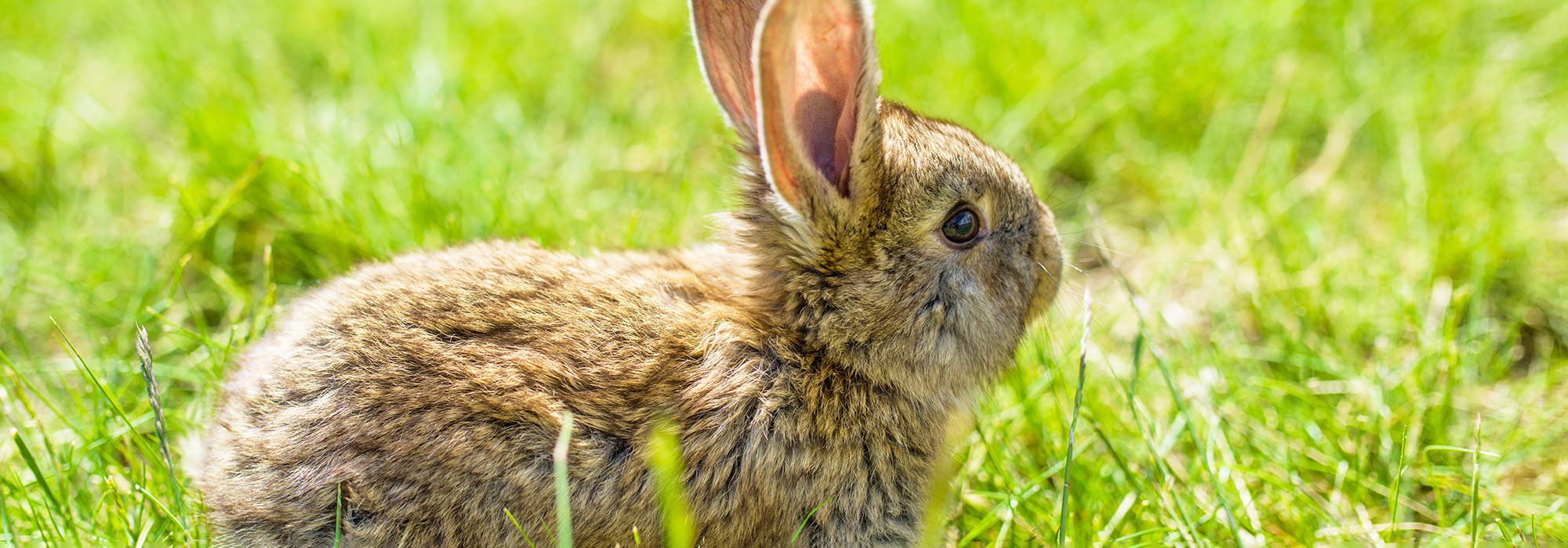 A rabbit sits in a field