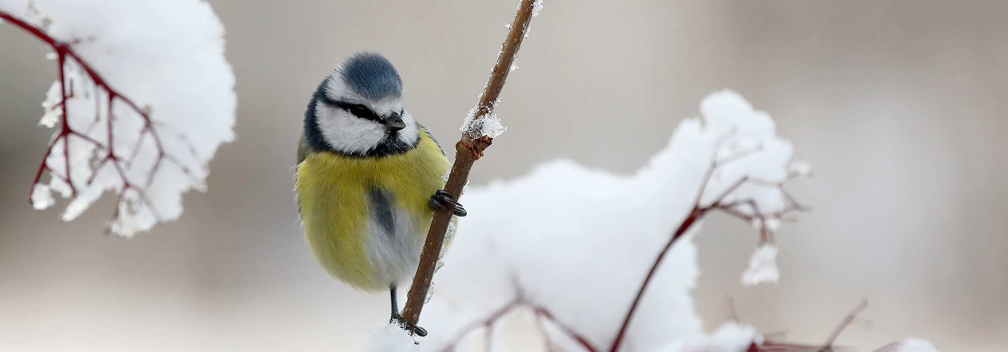 Bird in a snowy tree